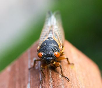 As cicadas have emerged…